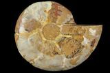 Sliced, Agatized Ammonite Fossil (half) - Jurassic #110748-1